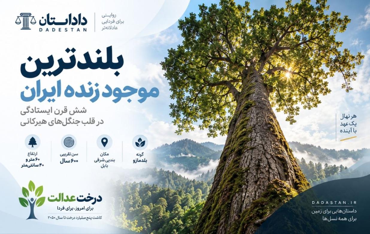 بلندترین موجود زنده ایران؛ شش قرن ایستادگی در قلب جنگل‌های هیرکانی