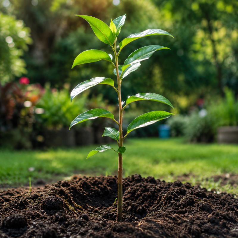 تربت حیدریه ، خیابان کاشانی