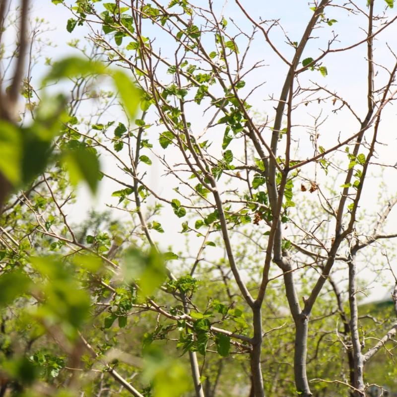 مشهد مقدس ، دانشگاه فردوسی، بوستان درخت عدالت
