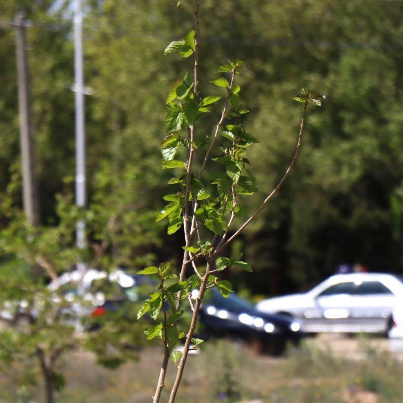 مشهد مقدس،دانشگاه فردوسی ، بوستان درخت عدالت